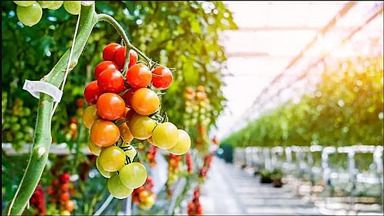 El secreto de unos tomates de invernadero 'regados' con el humo de una chimenea