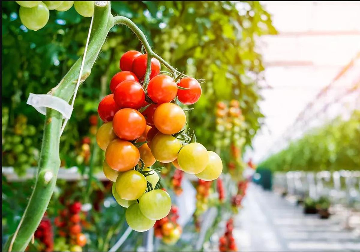 Tomate en invernadero.