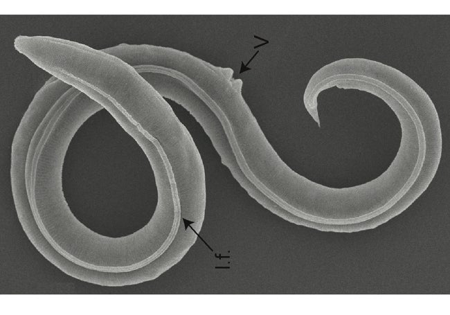 Un ejemplar hembra del nematodo reanimado