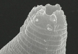 Boca de seis labios del nematodo 'P. kolymaensis', en una imagen de fotografía microscópica.