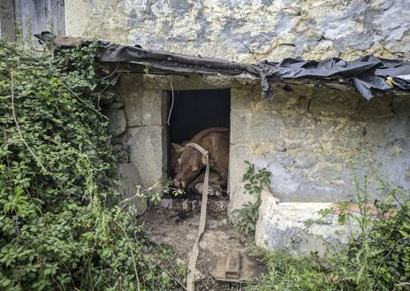 Imagen secundaria 1 - Hallan 25 vacas muertas en una cabaña de Cantabria