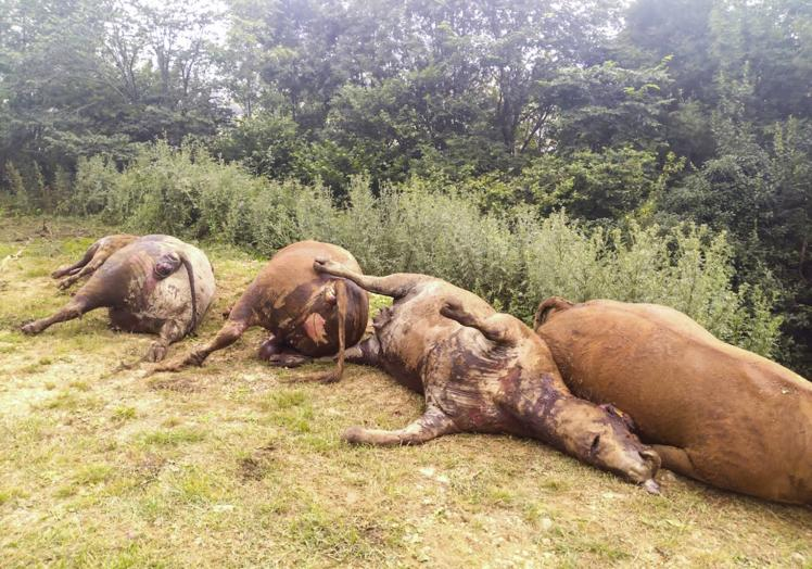 Imagen principal - Hallan 25 vacas muertas en una cabaña de Cantabria