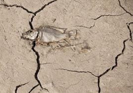 Los efectos a largo plazo de la sequía