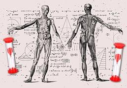 La fórmula matemática que predice el fin de la vida útil del organismo