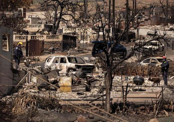 Miembros de los servicios de rescate ayudados por perros buscan cuerpos entre las ruinas del incendio en la localidad hawaiana de Lahaina.