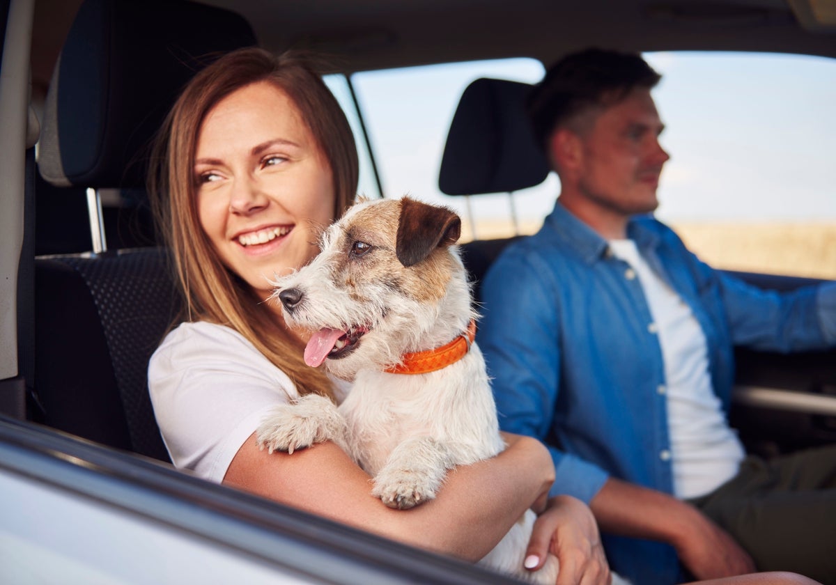 Perro sin sujeción en el coche