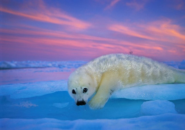 Una foca de Groenlandia de pelaje blanco descansa bajo el cielo crepuscular del golfo de San Lorenzo, Canadá.