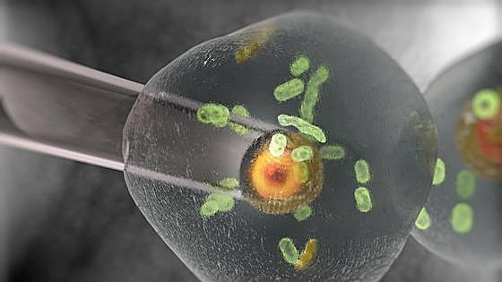 Descifrado el cromosoma Y, la última pieza del ADN humano