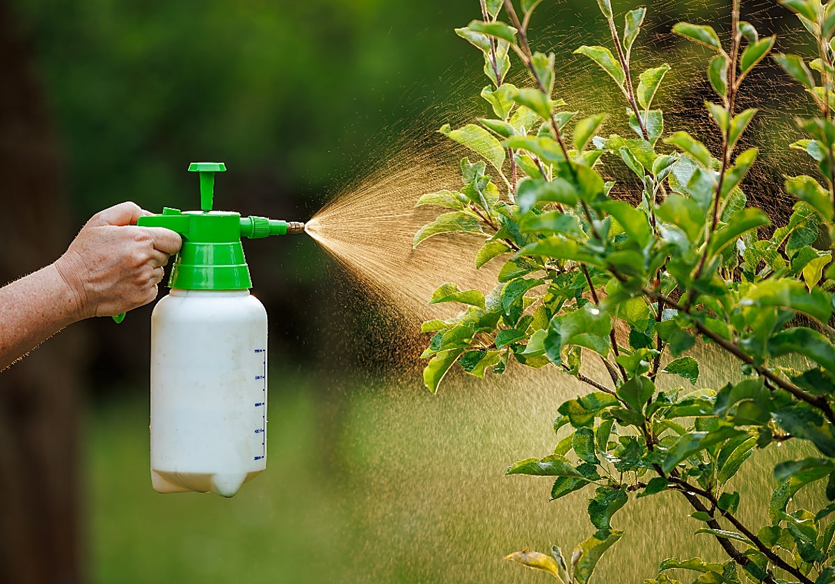 Qué insecticidas comprar para tus plantas