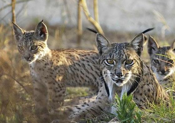 Hay que triplicar el número de hembras para sacar al lince del riesgo de extinción