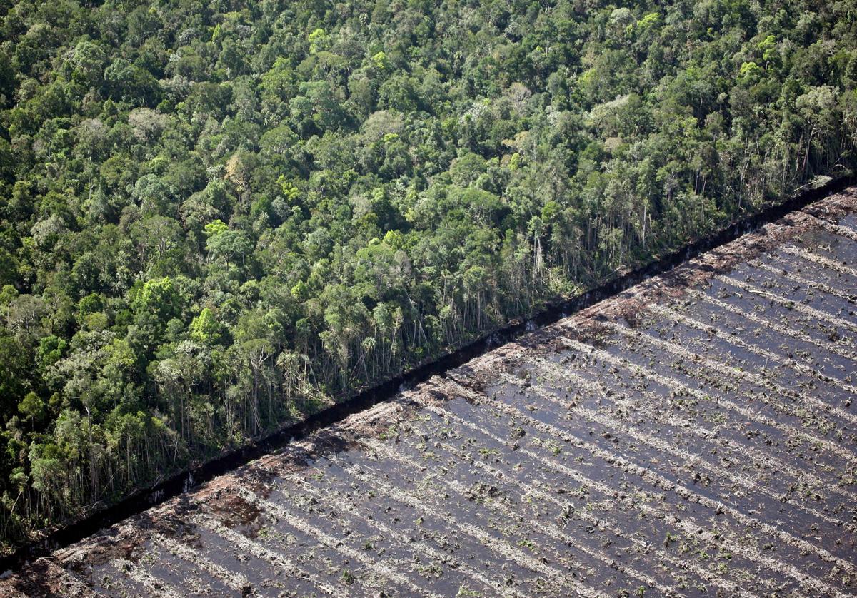 Bosque natural de «peatland».