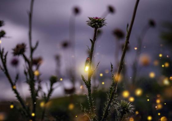 Luciérnagas brillan en un campo.