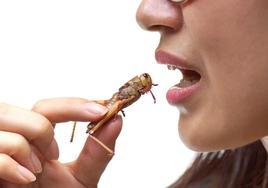 Las claves del 'boom' en el consumo de insectos: ¿es nutritivo y rentable?