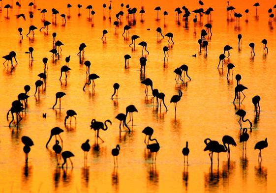 Flamencos descansan en las marismas del parque de Doñana (Huelva).