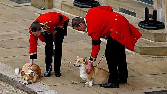 De Muick de Inglaterra a Jan de España, así son los perros 'reales'