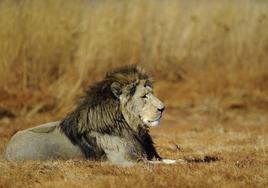 El león en peligro: nueve de cada diez ejemplares ha desaparecido en el último siglo