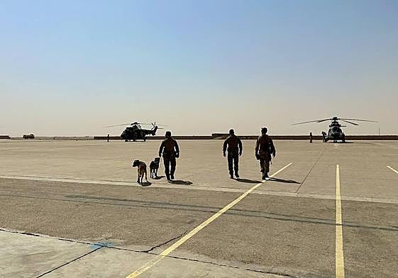 Los perros de combate españoles Nacho y Hernán embarcando en helicóptero en la base de Al Asad.