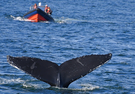 Ballena en Irlanda