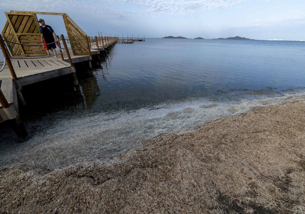 Imagen principal - El Mar Menor se niega a morir