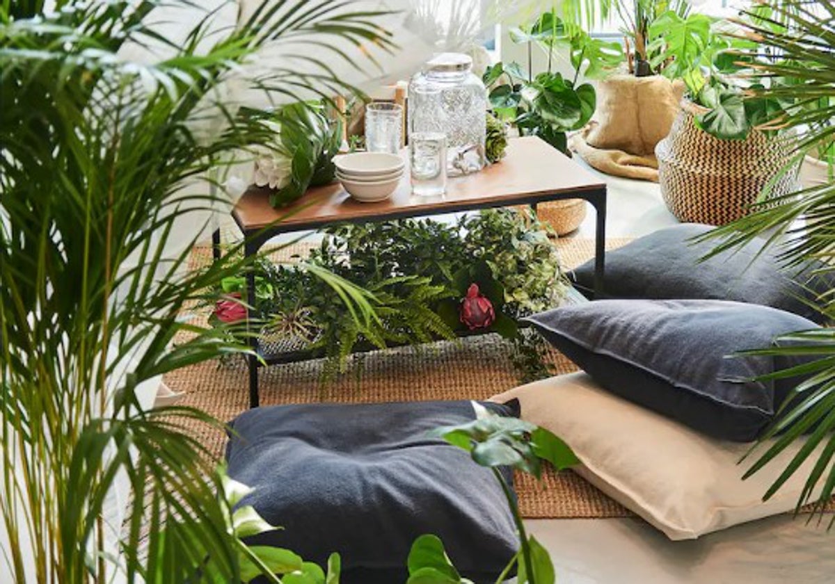 Purifica el aire de tu hogar con estas plantas de interior