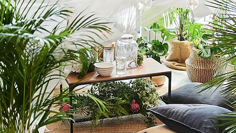 Purifica el aire de tu hogar con estas plantas de interior