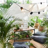 Purifica el aire de tu hogar con estas plantas de interior