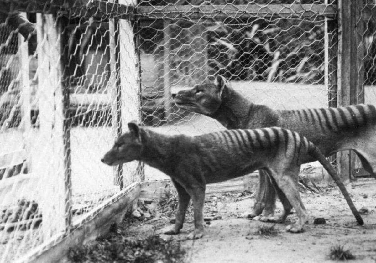 Dos ejemplares de tigres de Tasmania fotografiados en un zoo de Australia en 1933.