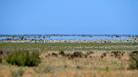 La Fiscalía investiga las extracciones irregulares de agua en el entorno de Doñana