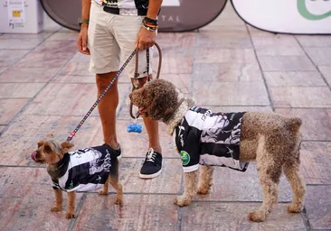 CAPITAL: 10 zonas de Soria donde los perros dicen adiós a la correa y  corren con seguridad