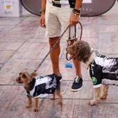 El dueño de dos perros los pasea por Madrid.