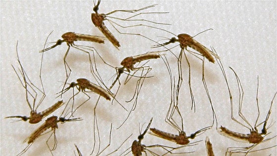 La OMS aprueba una vacuna contra la malaria que podría salvar la vida a 500.000 niños
