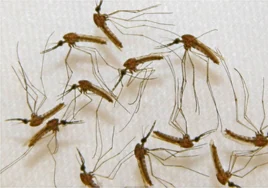 Mosquitos que han sido inoculados con malaria, en un laboratorio.