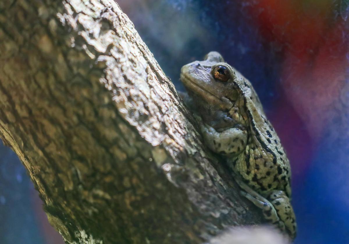 Un ejemplar de rana marsupial andina en Ecuador.