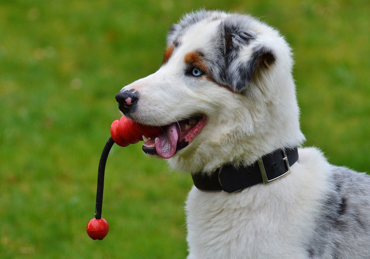 Los mejores juguetes para perros y gatos