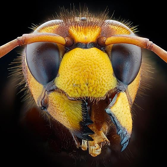 Así es el avispón oriental: la especie invasora que amenaza la península