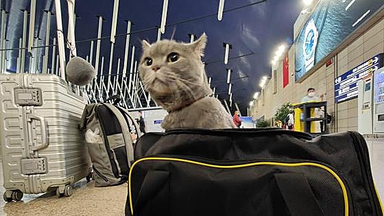 Los gatos sí van al cielo, pero no en la bodega del avión