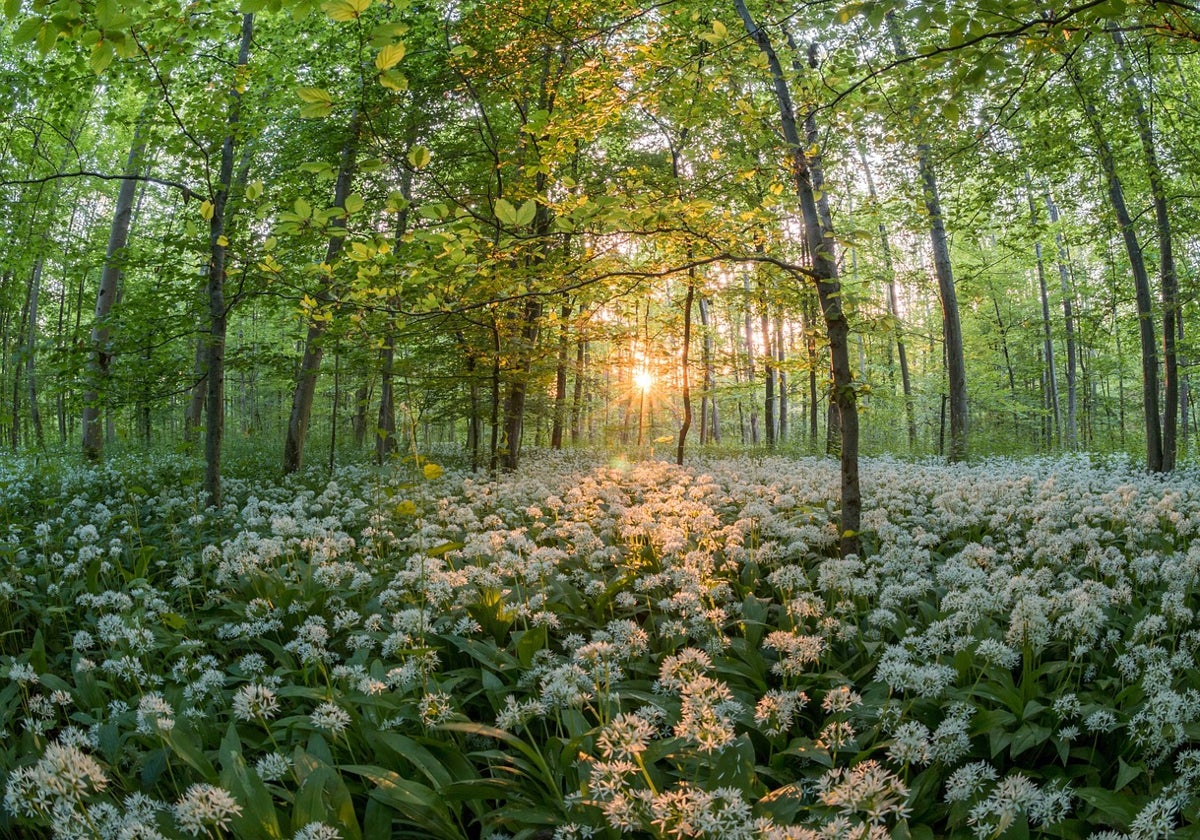 Las mejores plantas aromáticas