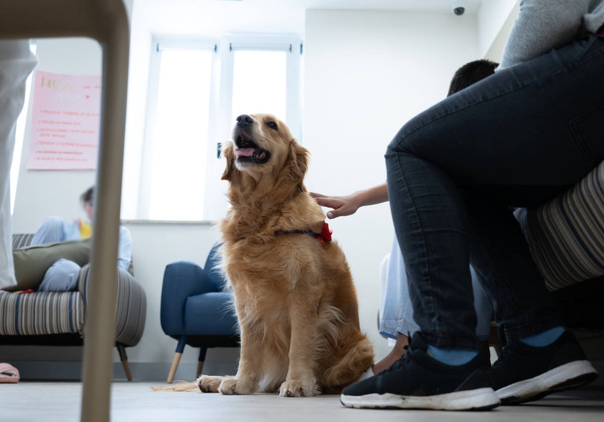 Un perro en una de las sesiones de terapia asistida.