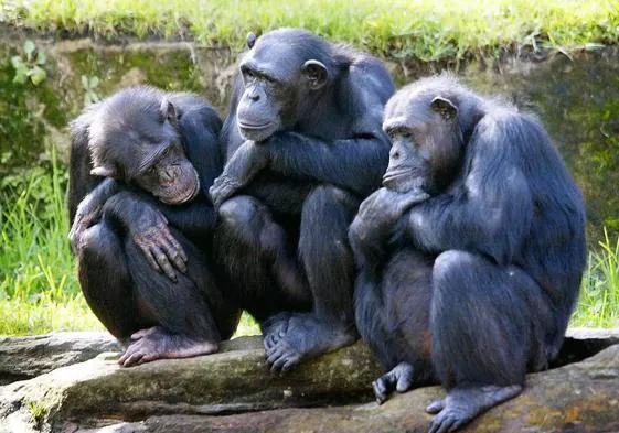 Las chimpancés también tienen la menopausia