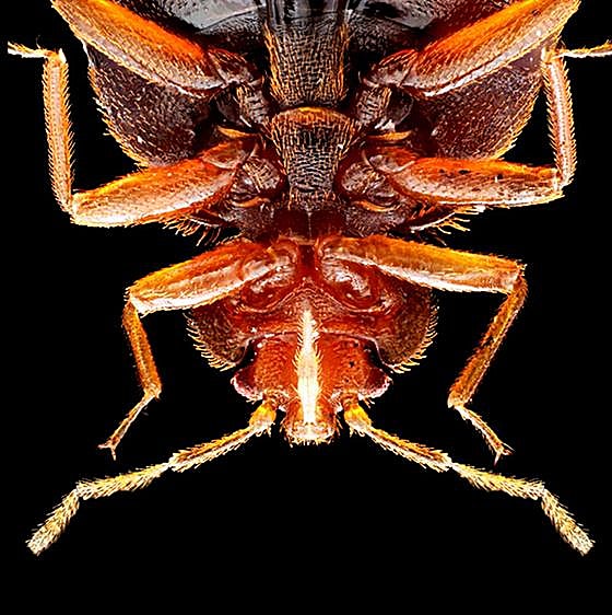 El despertar de la chinche de cama: así crecen y se reproducen