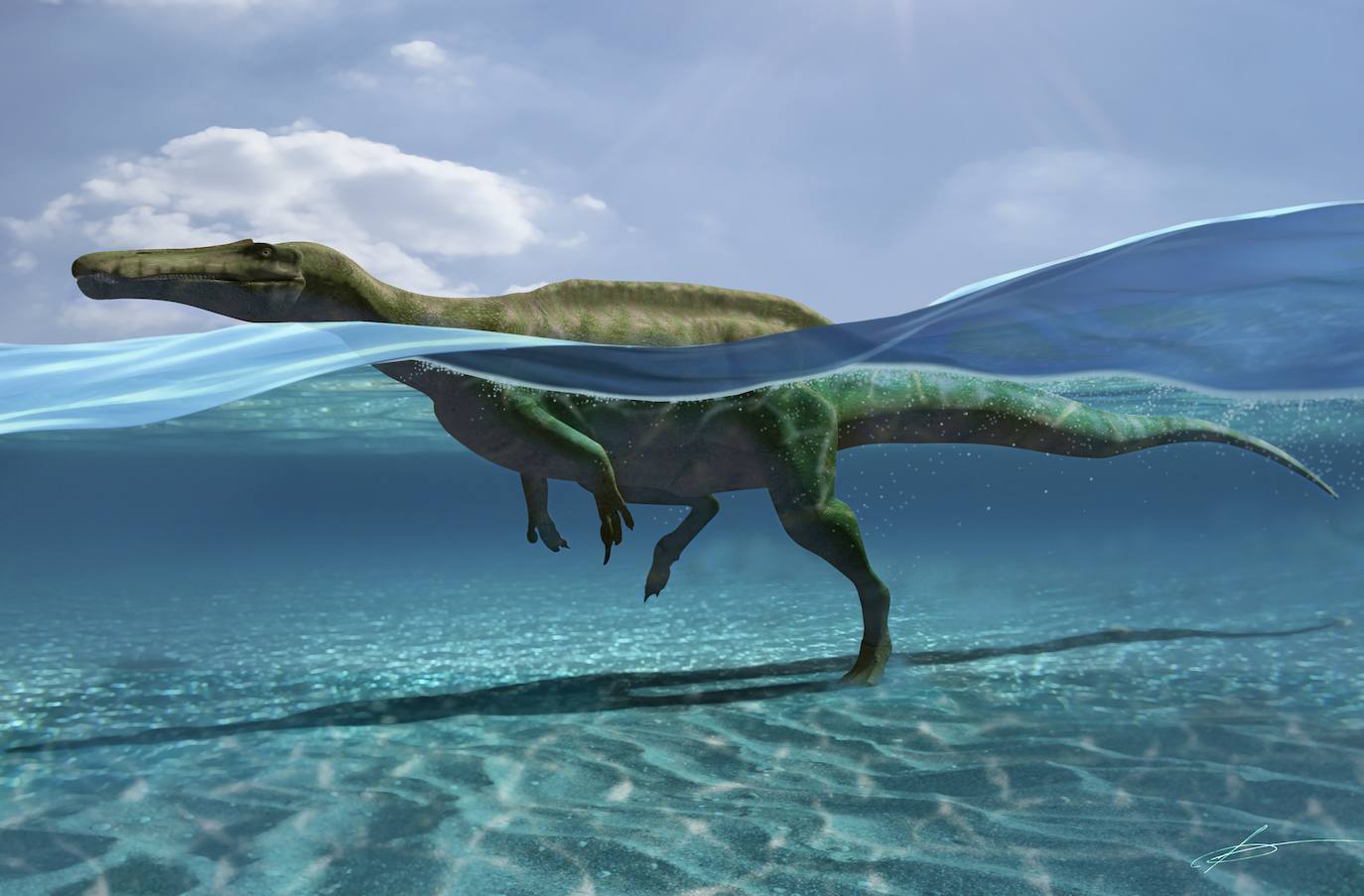 Reconstrucción de uno de los dinosaurios atravesando una masa de agua.