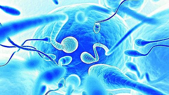Descubren uno de los mecanismos que activan a los espermatozoides para su 'viaje' hacia el óvulo