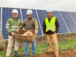 Setas cultivadas a la sombra de paneles solares