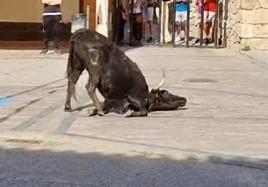 Imagen de la vaquilla agonizando.