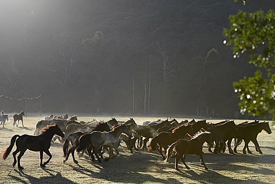 Australia lucha a tiros desde helicópteros contra la plaga de caballos salvajes