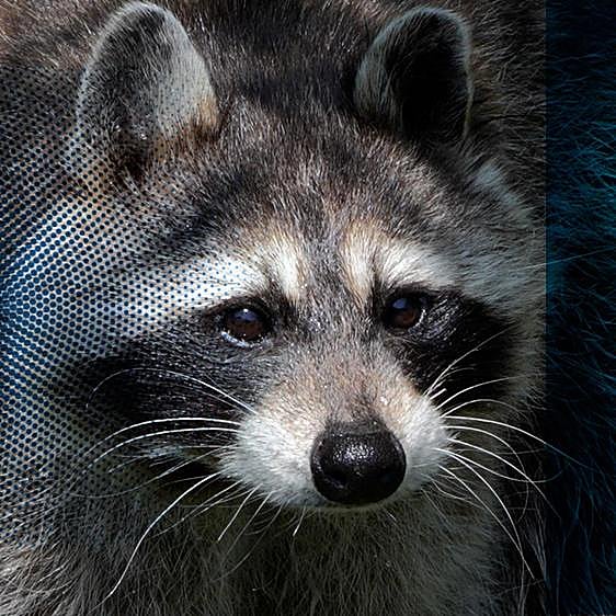 La invasión de los mapaches en España