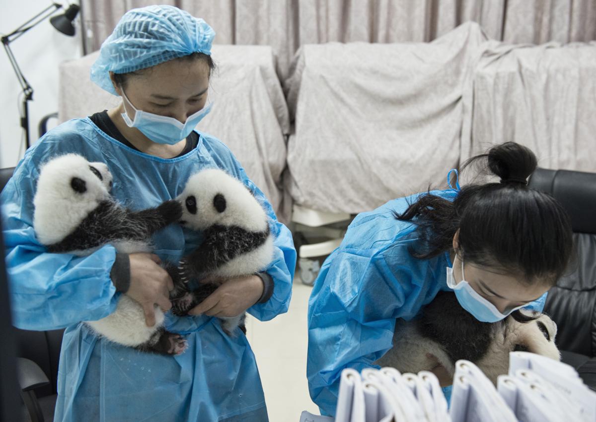 Imagen secundaria 1 - Especialistas trabajan en el centro de cría del oso panda de Chengdu.