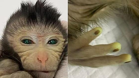 Nace el primer mono quimérico con células madre de otro ejemplar