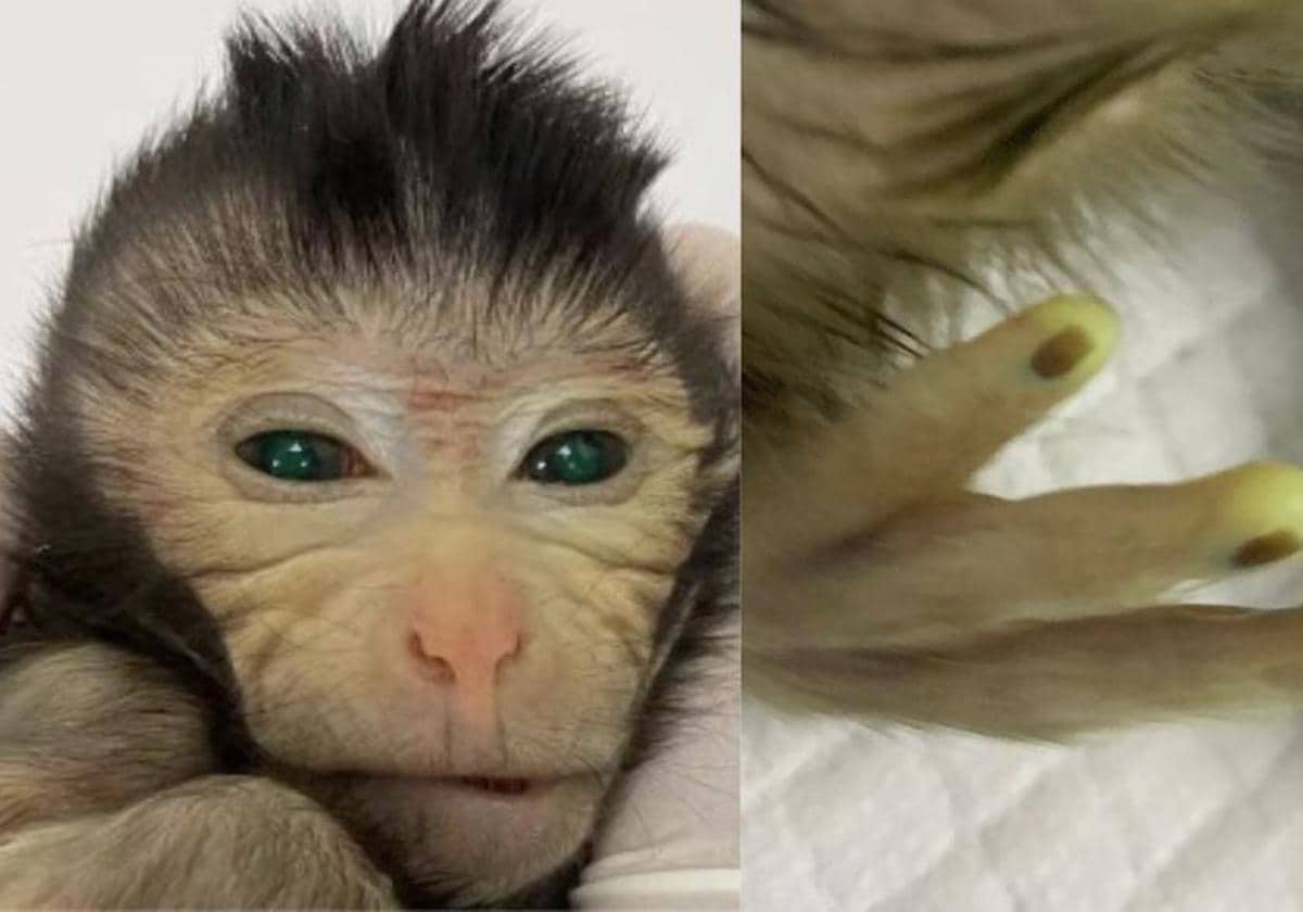 The first chimeric monkey is born with stem cells from another specimen