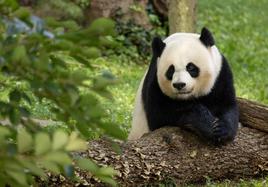 El panda Mei Xiang, de 25 años, uno de los enviados a China desde el zoo de Washington.